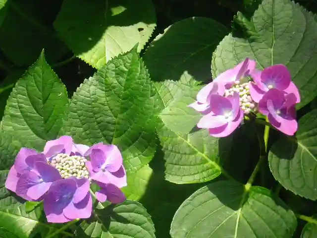 御霊神社の自然