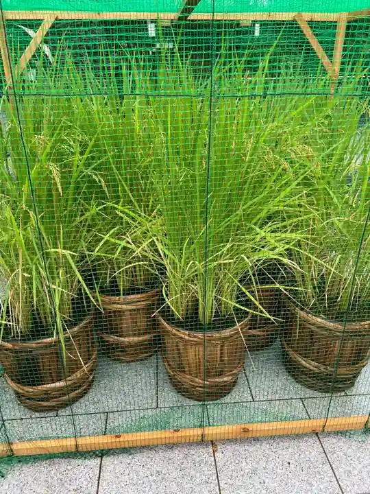 東京大神宮の庭園