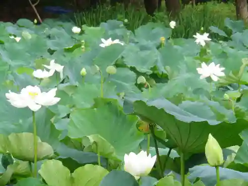 鶴岡八幡宮の自然