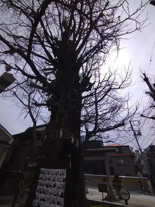 飛木稲荷神社の自然