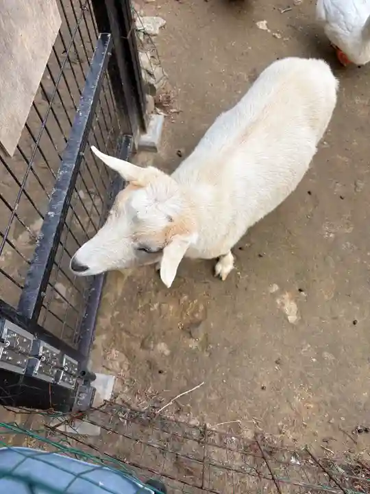 楽法寺(雨引観音)(茨城県)
