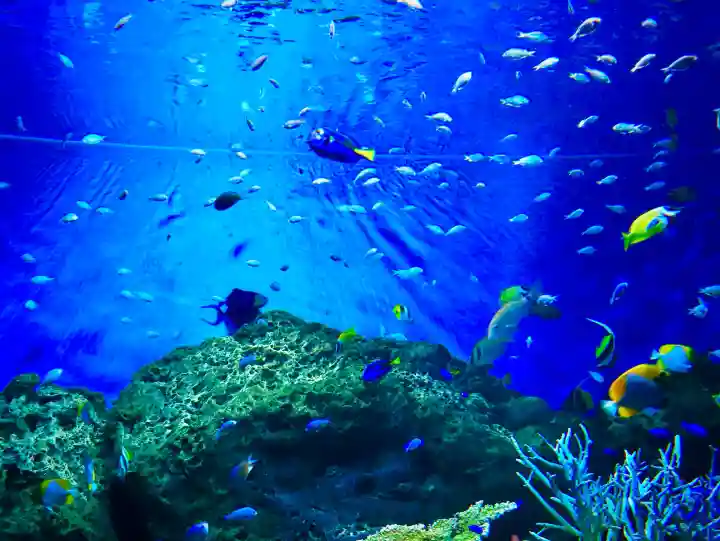 酒列磯前神社の{uncategorized: "未分類", other: "その他", undefined: "問題あり", building: "その他建物", grave: "お墓", sacred_gate: "鳥居", guardian: "狛犬", statue: "像", buddha: "仏像", history: "歴史", nature: "自然", garden: "庭園", animal: "動物", pagoda: "塔", temizu: "手水舎", mountain_gate: "山門・神門", sanctuary: "本殿・本堂", subordinate: "末社・摂社", art: "芸術", scenery: "景色", jizo: "地蔵", ema: "絵馬", goshuin: "御朱印", omikuji: "おみくじ", items: "授与品その他", amulet: "お守り", goshuincho: "御朱印帳", eats: "食事", festival: "お祭り", votive_dance: "神楽", shichigosan: "七五三参", wedding: "結婚式", experience: "体験その他", initially: "初詣", around: "周辺", anti_infection: "感染症対策"}