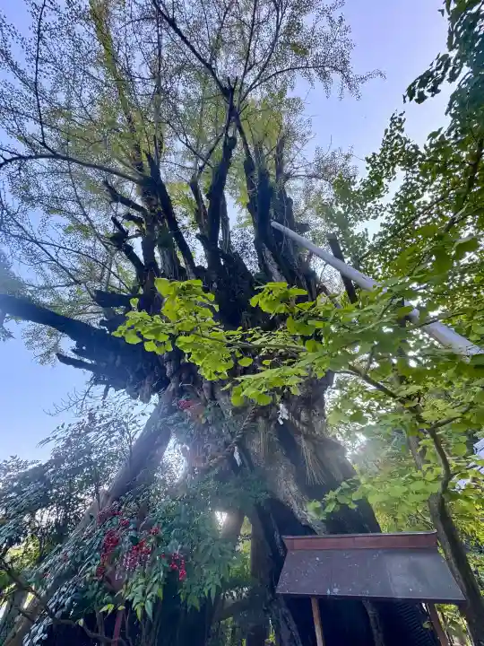 葛城一言主神社の{uncategorized: "未分類", other: "その他", undefined: "問題あり", building: "その他建物", grave: "お墓", sacred_gate: "鳥居", guardian: "狛犬", statue: "像", buddha: "仏像", history: "歴史", nature: "自然", garden: "庭園", animal: "動物", pagoda: "塔", temizu: "手水舎", mountain_gate: "山門・神門", sanctuary: "本殿・本堂", subordinate: "末社・摂社", art: "芸術", scenery: "景色", jizo: "地蔵", ema: "絵馬", goshuin: "御朱印", omikuji: "おみくじ", items: "授与品その他", amulet: "お守り", goshuincho: "御朱印帳", eats: "食事", festival: "お祭り", votive_dance: "神楽", shichigosan: "七五三参", wedding: "結婚式", experience: "体験その他", initially: "初詣", around: "周辺", anti_infection: "感染症対策"}