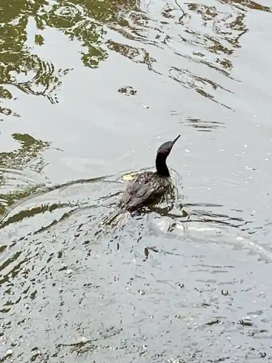 生田神社の動物