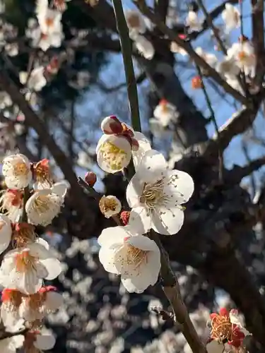 北野天満宮の自然