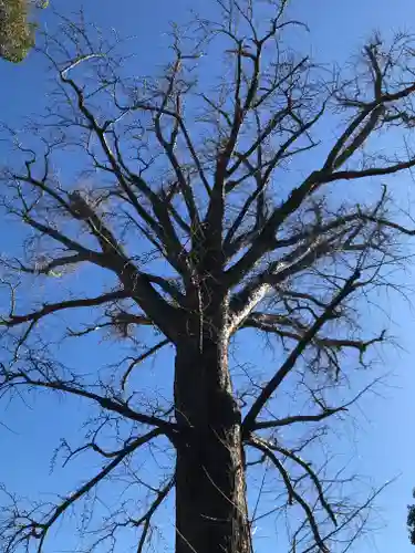 飯香岡八幡宮の自然