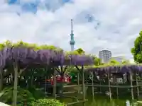 亀戸天神社の庭園