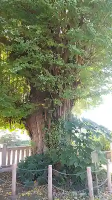 前橋八幡宮(群馬県)