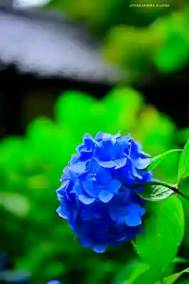 明月院(神奈川県)