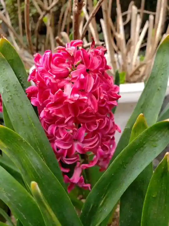 一乗寺(東京都)