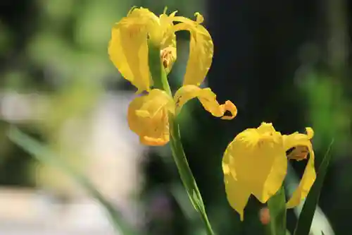 開成山大神宮の自然