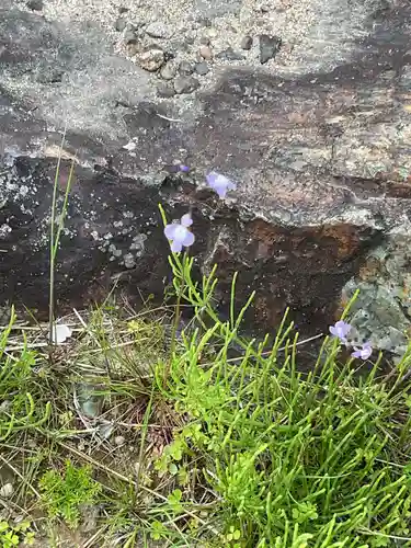 高田波蘇伎神社の自然