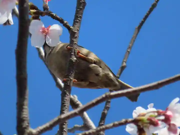 三輪神社の動物