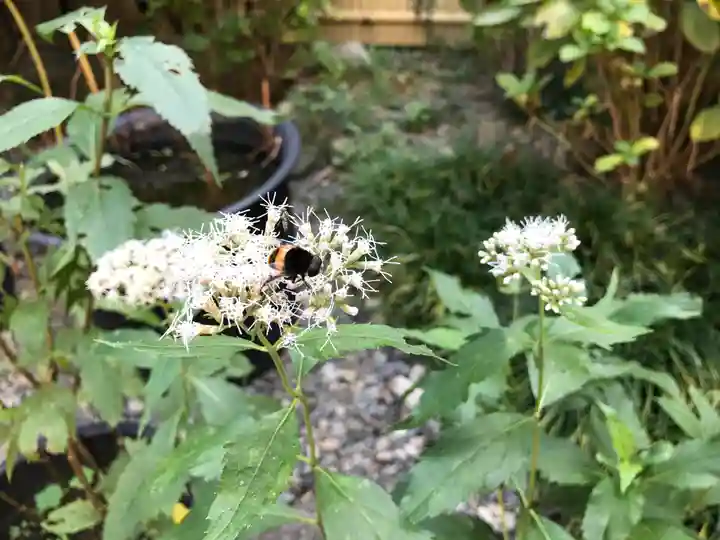行願寺(革堂)の自然