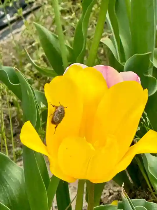 玉田神社(京都府)
