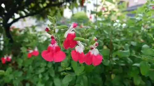 水神社（中瀬町）の自然