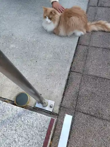 駒込妙義神社の{uncategorized: "未分類", other: "その他", undefined: "問題あり", building: "その他建物", grave: "お墓", sacred_gate: "鳥居", guardian: "狛犬", statue: "像", buddha: "仏像", history: "歴史", nature: "自然", garden: "庭園", animal: "動物", pagoda: "塔", temizu: "手水舎", mountain_gate: "山門・神門", sanctuary: "本殿・本堂", subordinate: "末社・摂社", art: "芸術", scenery: "景色", jizo: "地蔵", ema: "絵馬", goshuin: "御朱印", omikuji: "おみくじ", items: "授与品その他", amulet: "お守り", goshuincho: "御朱印帳", eats: "食事", festival: "お祭り", votive_dance: "神楽", shichigosan: "七五三参", wedding: "結婚式", experience: "体験その他", initially: "初詣", around: "周辺", anti_infection: "感染症対策"}