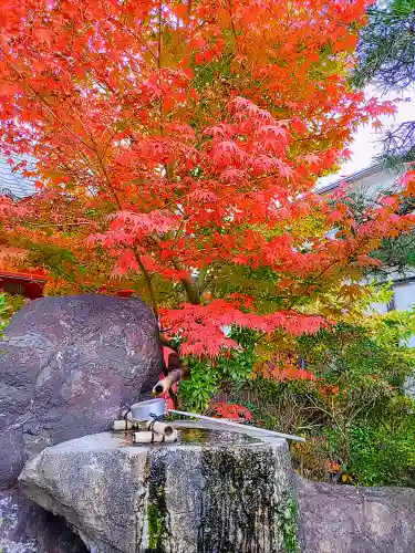 三光寺（三光寺松鷹坊）の自然