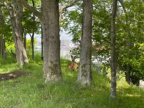 釧路一之宮 厳島神社の動物