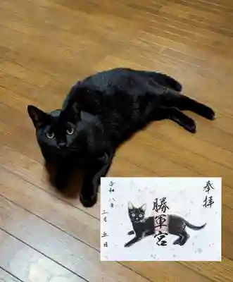 月替り見開き黒猫御朱印 3月