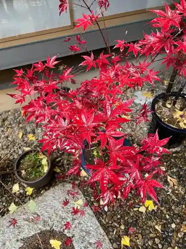 五十稲荷神社(栄寿稲荷神社)の自然