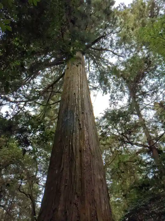 八幡神社(武芸八幡宮)の自然