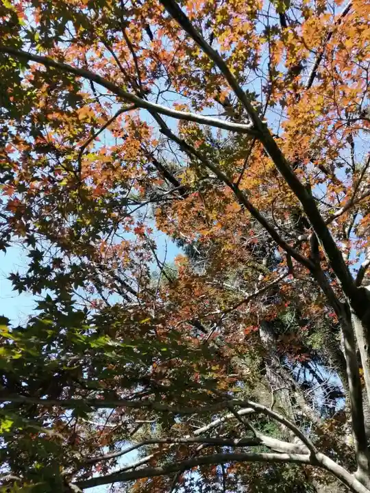 間々田八幡宮の自然