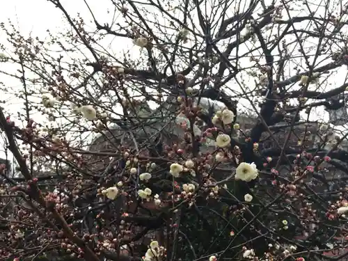北野天満宮の自然