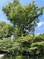 六郷神社の自然