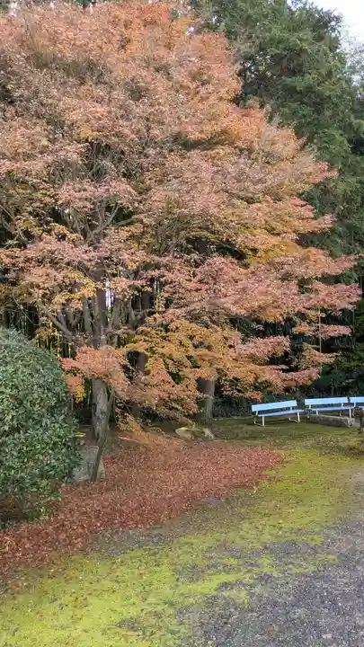 隨心院(随心院)(京都府)