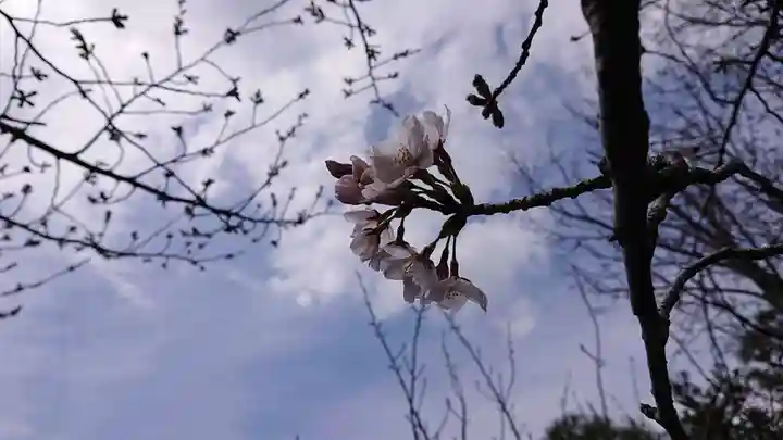 本満寺(本願満足寺)の自然
