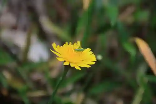 大六天麻王神社の自然