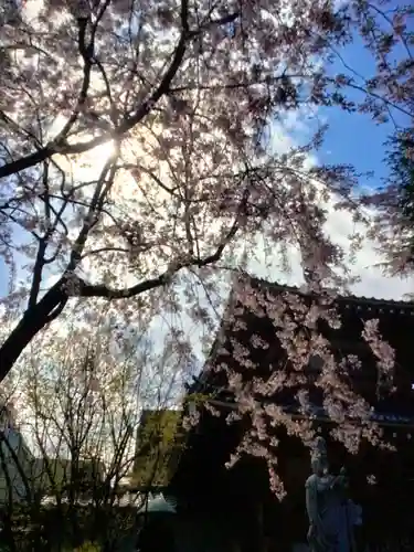 新井薬師（梅照院）(東京都)