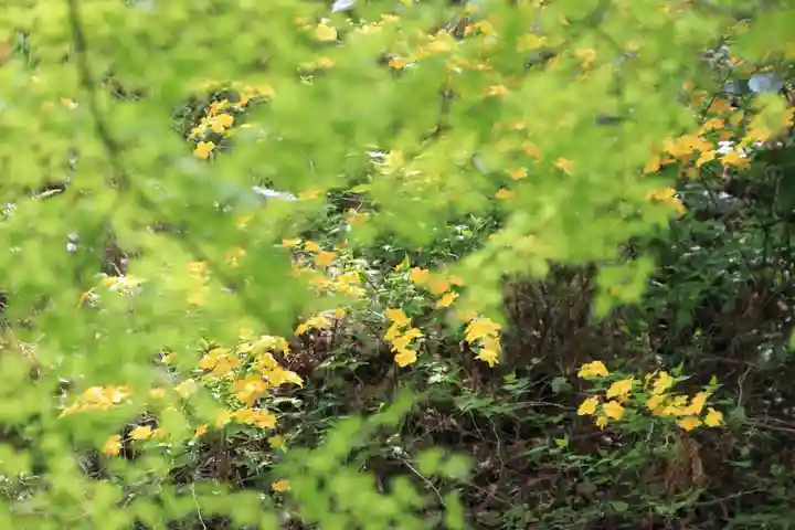 三春大神宮の自然