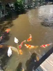 平塚八幡宮の動物