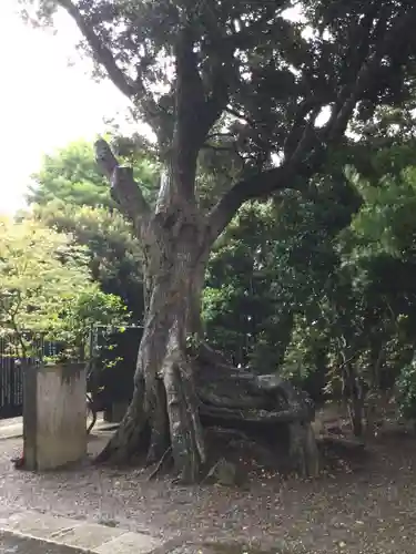 大洗磯前神社の自然