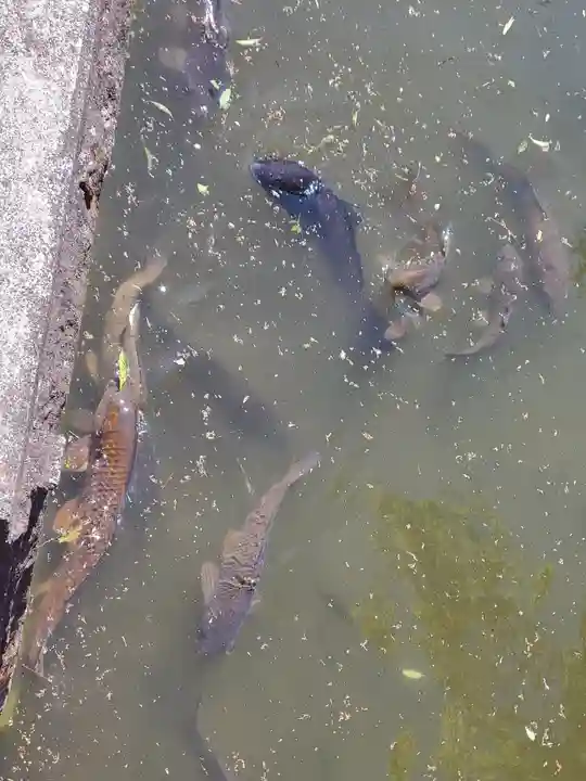 白山神社(山下町)の動物