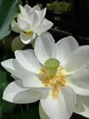 長谷寺(奈良県)