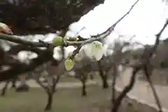 北野天満宮の庭園