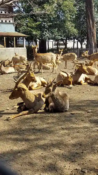 三嶋大社(静岡県)