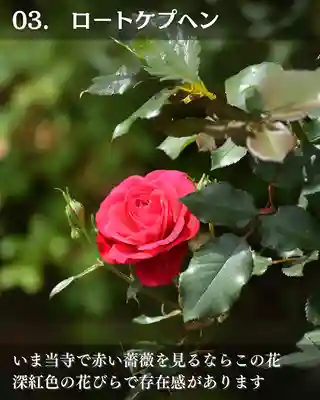 宝光寺(北海道)