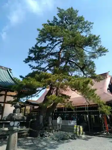 成妙寺の庭園