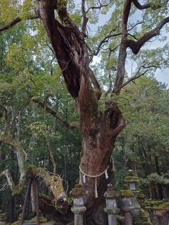 春日大社の自然