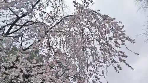 平野神社の自然