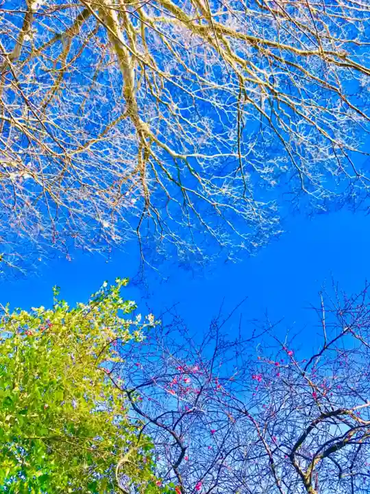 鹿島神社の自然