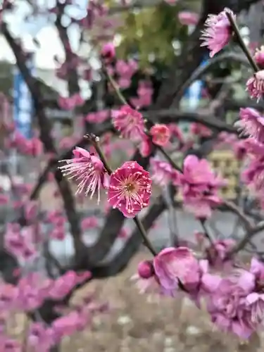 中野沼袋氷川神社(東京都)