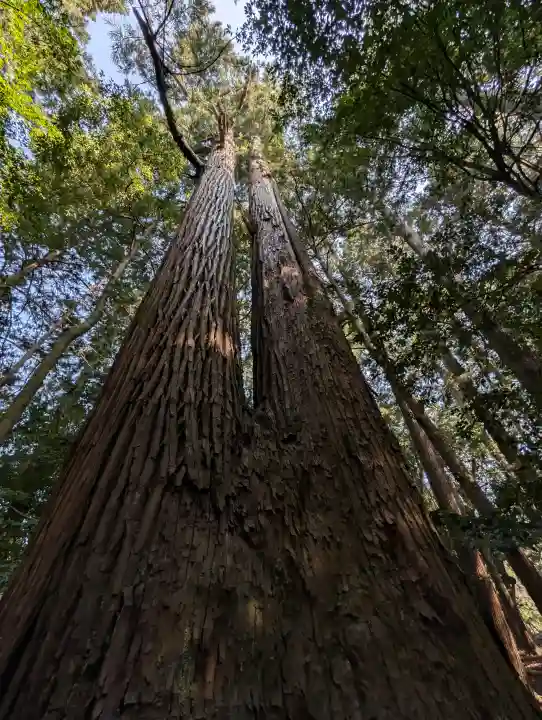 若狭彦神社(上社)の{uncategorized: "未分類", other: "その他", undefined: "問題あり", building: "その他建物", grave: "お墓", sacred_gate: "鳥居", guardian: "狛犬", statue: "像", buddha: "仏像", history: "歴史", nature: "自然", garden: "庭園", animal: "動物", pagoda: "塔", temizu: "手水舎", mountain_gate: "山門・神門", sanctuary: "本殿・本堂", subordinate: "末社・摂社", art: "芸術", scenery: "景色", jizo: "地蔵", ema: "絵馬", goshuin: "御朱印", omikuji: "おみくじ", items: "授与品その他", amulet: "お守り", goshuincho: "御朱印帳", eats: "食事", festival: "お祭り", votive_dance: "神楽", shichigosan: "七五三参", wedding: "結婚式", experience: "体験その他", initially: "初詣", around: "周辺", anti_infection: "感染症対策"}