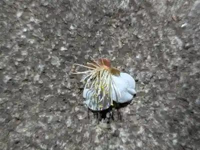 玉眞院玉川大師(東京都)