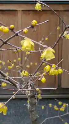 勝林寺(京都府)
