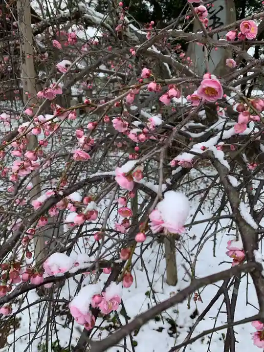 赤嵜神社の自然
